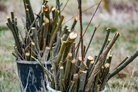 Premium Photo | Planting trees Tree saplings ready to be planted in the beautiful forest Care ...