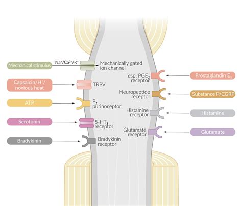 Anesthetic Agents Nerve Fibers