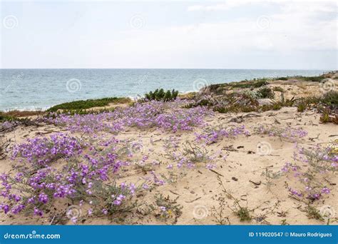 Sand dune vegetation stock image. Image of beach, nature - 119020547