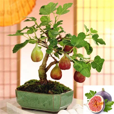 50 Pcs Rare Tropical Fig Bonsai Mini Fig Tree Bonsai Plant Bonsai Rare ...