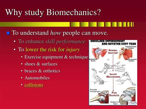 PPT - Biomechanics of Human Movement PowerPoint Presentation, free download - ID:732641