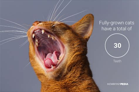 When Are Cats Teeth Fully Grown - Natural Cat Food