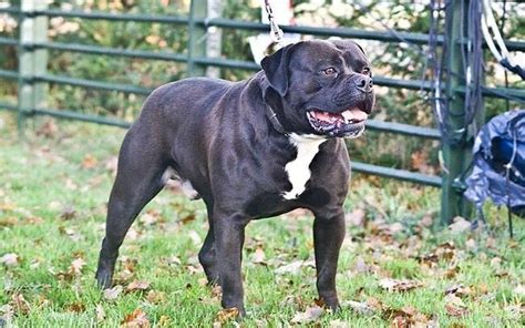 Black American Bulldog | American bulldog, Bully dog, Bulldog