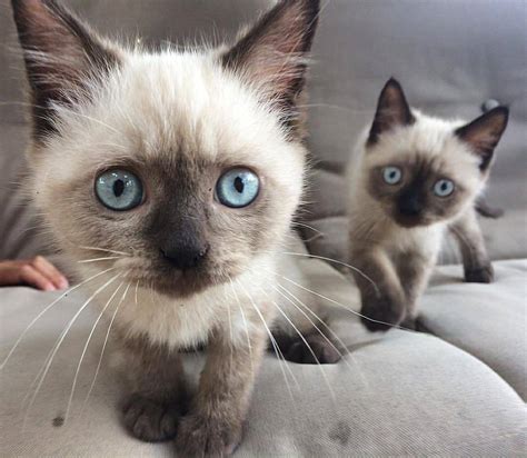 Siamese Kitten