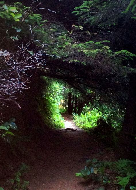 This hiking trail is located on the Oregon Coast, in Ecola State Park., which is just north of ...