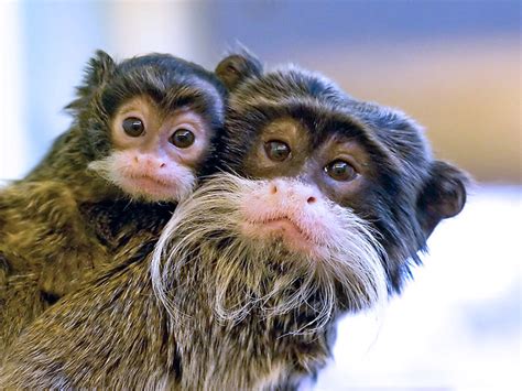 Emperor Tamarins | Mother (?) and baby emperor tamarins Phot… | Flickr