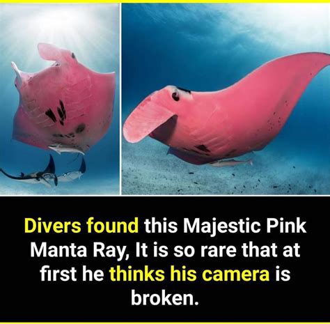 A rare pink manta ray was spotted off the Great Barrier Reef in 2020 ...