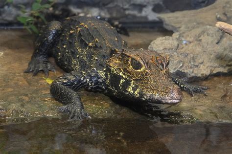 Crocodilian | San Diego Zoo Animals & Plants