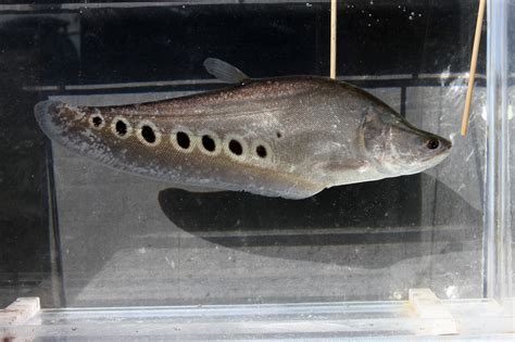 Florida Invasive Species: Clown Knifefish – Research News