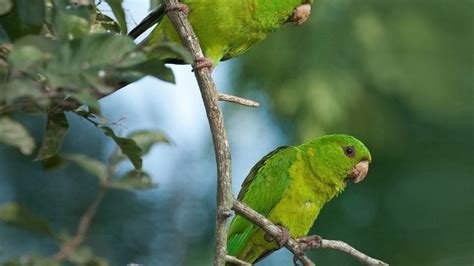 Sun Conure Care Sheet | Birds Coo