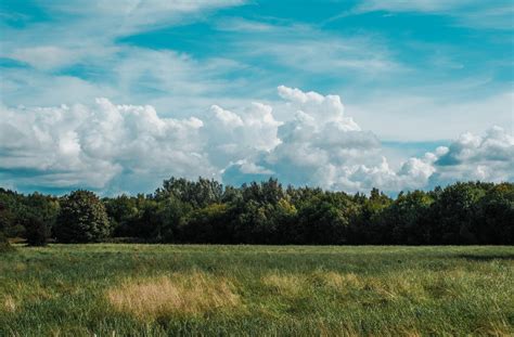 Tree Field Background