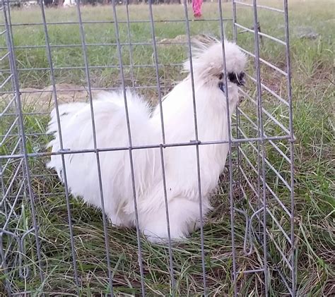 Purebred Bantam Show Chickens - EM Squared Farms