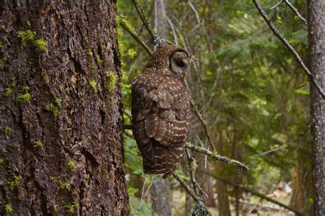 The elusive and endangered northern spotted owl. Picture captured in Klamath National Forest : r ...