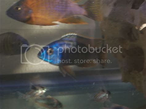 Peacock breeding questions? Help me solidify my point. | Cichlid Fish Forum