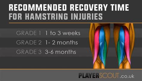 Recommended recovery time for hamstring injury | Hamstrings, Injury, Hamstring muscles