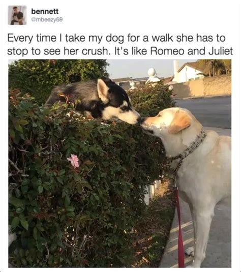 Dogs in Love | Wholesome Memes | Know Your Meme