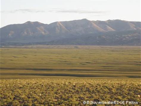 Are domestic dogs a threat to Mongolian saiga? - EDGE of Existence