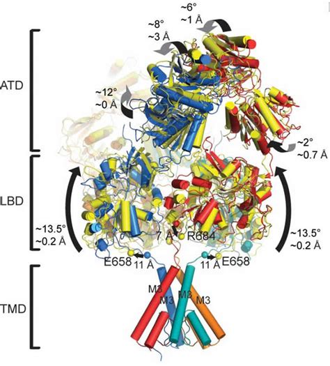 First Structural View of the NMDA Receptor in Action - Neuroscience News