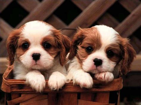 🔥 [45+] Cute Puppy Wallpapers Free | WallpaperSafari