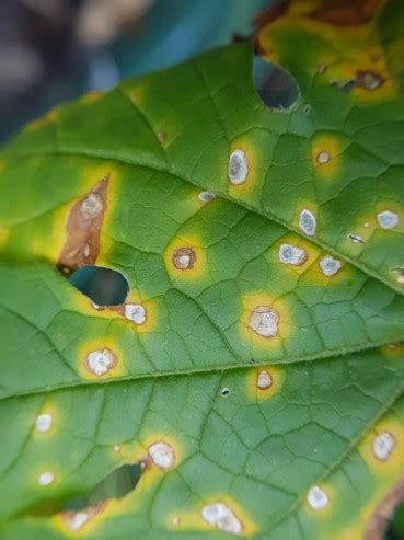 Combatting Early Blight: Understanding and Treating Alternaria Leaf Spot in Tomatoes - The Pro ...