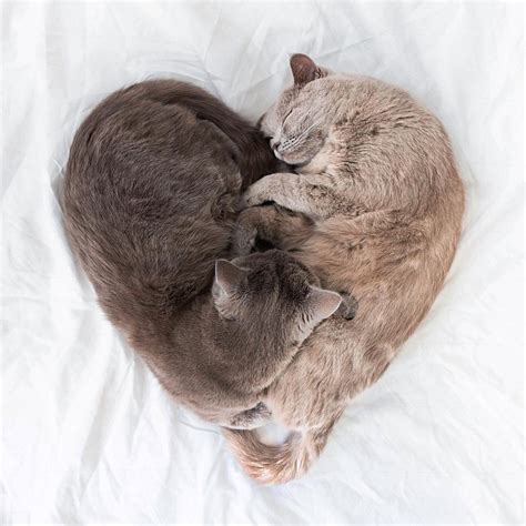 Heart shaped cuddling cats : r/aww