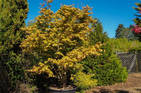 Acer palmatum 'Osakazuki'