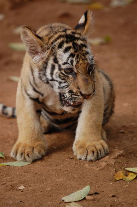 Satpura Reserve Adds Seven Cubs to its Tiger Populace - India's Endangered