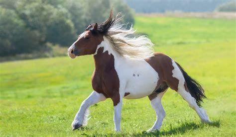 A Look at Some of the Most Common Red Horse Breeds - Helpful Horse Hints