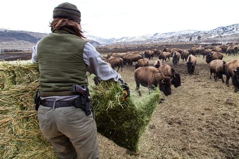 Bison Conservation and Transfer Program - Yellowstone Forever