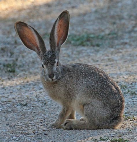 Nature Black Tailed Jackrabbit Cute Bunny Wildlife-20 Inch By 30 Inch Laminated Poster With ...