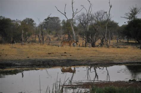 Animals Hunting Lion Action Lioness Stock Photos, Pictures & Royalty-Free Images - iStock