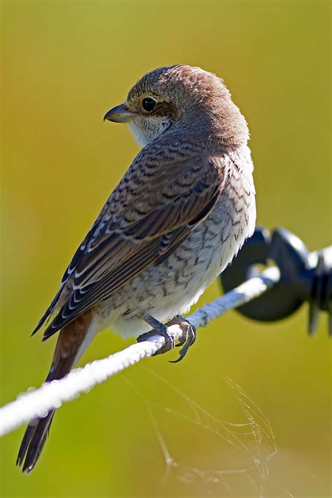 Juvenile Red-backed Shrike | BirdForum