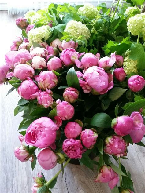 Dr. Alexander Fleming peonies. Dr Alexander, Alexander Fleming, Bright Pink, Shrubs, Perennials ...