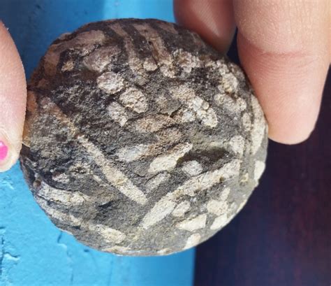 Syringopora? Bug Type Fossil? And Some Other Type Of Coral? - Fossil ID - The Fossil Forum