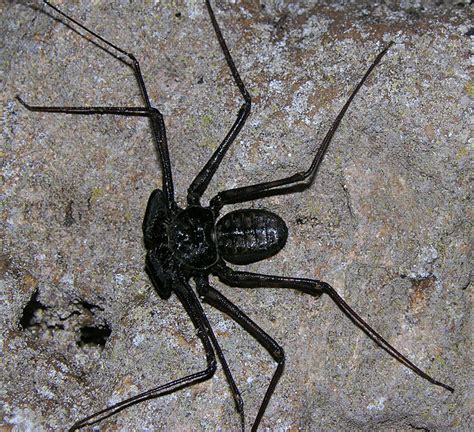 Cave-dwelling whip spider, La Gruta cave, Bocas del Toro, … | Flickr