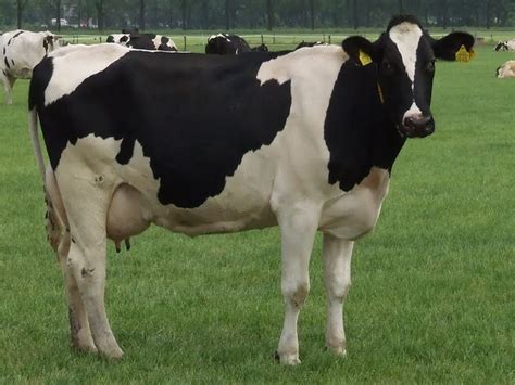 Holstein Friesian cattle - Alchetron, the free social encyclopedia