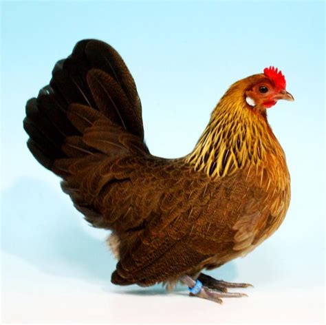 Gold Partridge - The Dutch Bantam Club Of Great Britain. Jenny Howl's ...