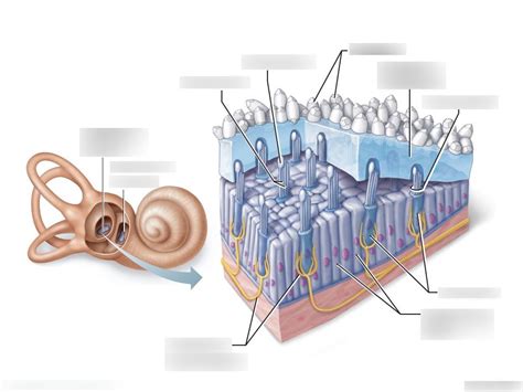 Utricle Saccule