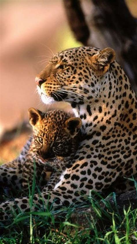 So Sweet mom and baby leopard snuggling up together! I Love Leopards!!! | Animaux sauvages ...