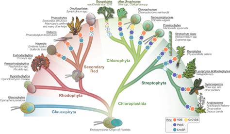 Vascular Plant Cladogram