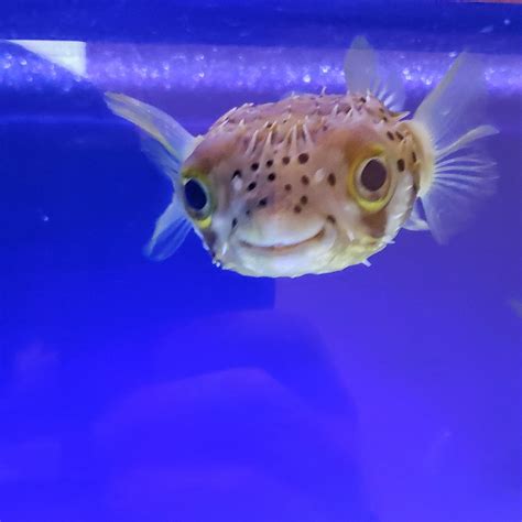 This smiling puffer fish at my kids school... : aww