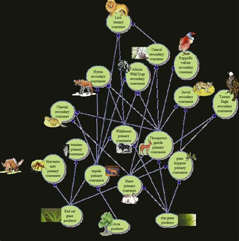 Ecosystem , 6 African Savanna Food Webs : Savannah Food Web Worksheet | Food web worksheet, Food ...