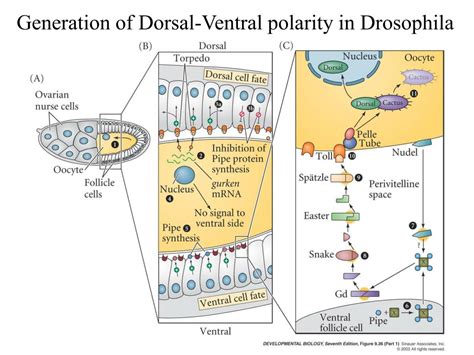 PPT - Drosophila dorsal/ventral axis detemination PowerPoint Presentation - ID:3395122