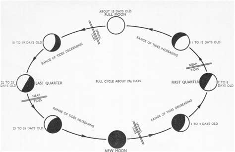 Spring Tide Diagram - General Wiring Diagram