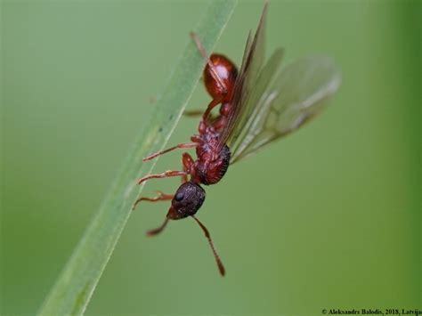 Do Flying Ants Bite? (UK) | Merlin Environmental