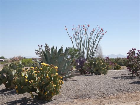 Exploring Common Desert Plants of the Chihuahuan Desert | LasCruces.com