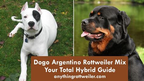 Dogo Argentino Rottweiler Mix: Your Total Hybrid Guide - YouTube