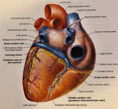 Heart - pt.7 (veins of the heart) Flashcards | Quizlet