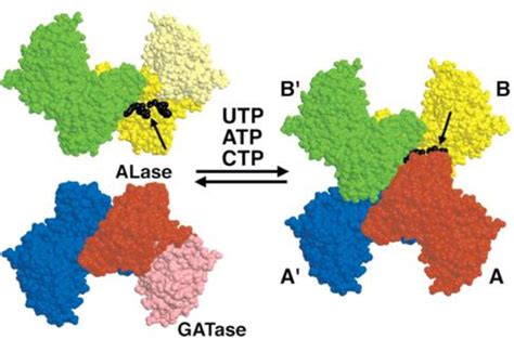 Figure 1.1 from Synthesis of Nucleoside Polyphosphates and their Conjugates | Semantic Scholar