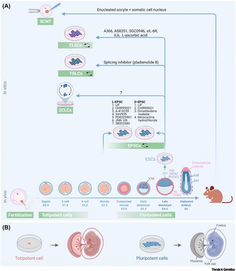 Pursuing totipotency: authentic totipotent stem cells in culture: Trends in Genetics